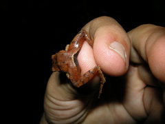 Craugastor podiciferus