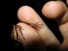 Craugastor podiciferus