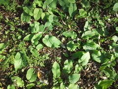 Symphytum asperum