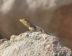 Psammophilus dorsalis