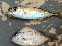 Decapterus punctatus