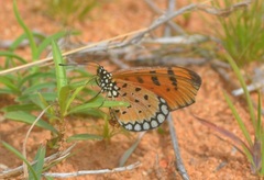 Acraea terpsicore