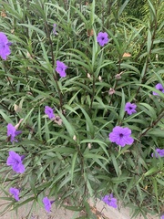Ruellia simplex