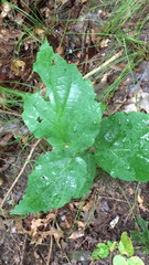 Viburnum acerifolium
