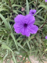 Ruellia simplex