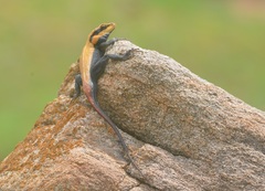 Psammophilus dorsalis