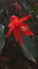 Passiflora cristalina