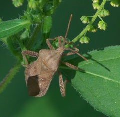 Piezogaster calcarator