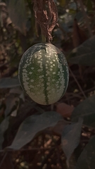Passiflora cristalina