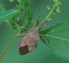 Piezogaster calcarator