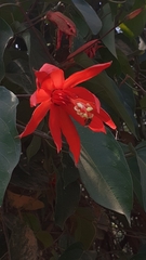 Passiflora cristalina