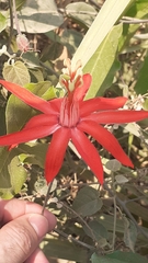 Passiflora cristalina