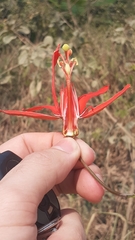Passiflora cristalina