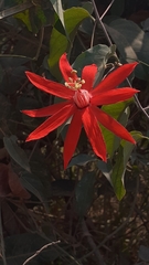 Passiflora cristalina