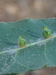 Callirhytis serricornis