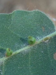 Callirhytis serricornis