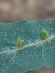 Callirhytis serricornis