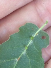 Callirhytis serricornis