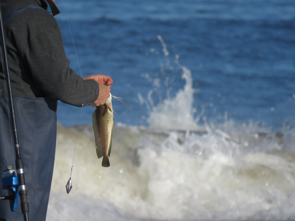 Brazilian codling (Urophycis brasiliensis) — Phycidae