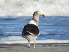 Larus atlanticus