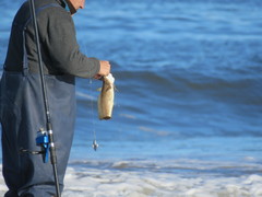 Urophycis brasiliensis