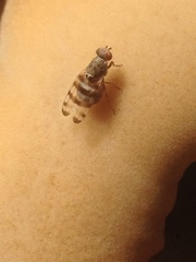 Otitinae
