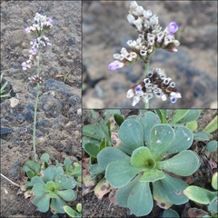 Limonium multiflorum