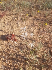 Trachyandra flexifolia