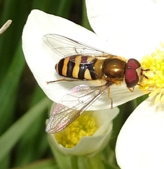 Metasyrphus