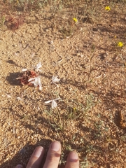 Trachyandra flexifolia