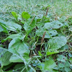 Plantago major