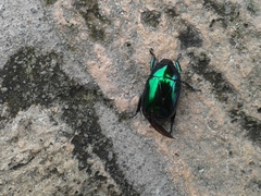 Macraspis rufonitida