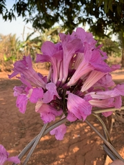 Xylophragma
