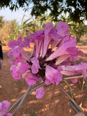 Xylophragma