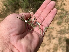 Euphorbia florida