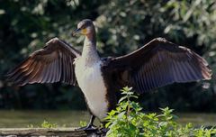 Phalacrocorax carbo