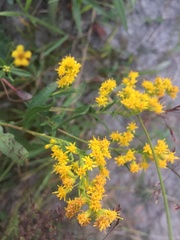 Solidagininae