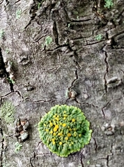 Xanthomendoza concinna
