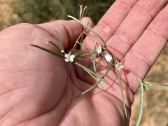 Euphorbia florida
