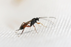 Agrothereutina