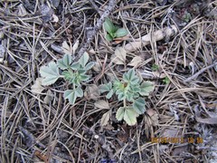 Potentilla cinerea