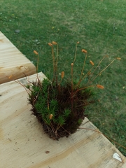 Polytrichastrum ohioense