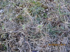 Astragalus granatensis