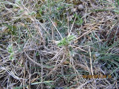 Astragalus granatensis