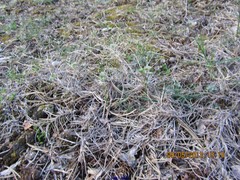 Astragalus granatensis