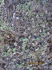 Potentilla cinerea