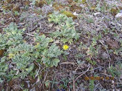 Potentilla cinerea