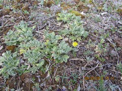 Potentilla cinerea