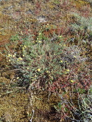 Linaria supina maritima