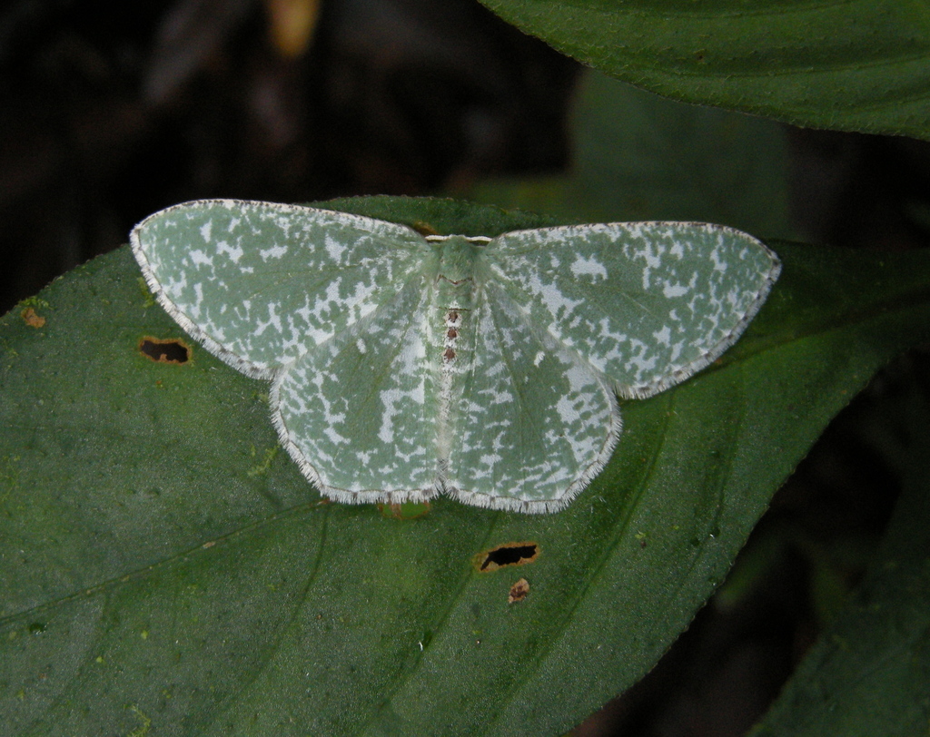 Oospila stagonata